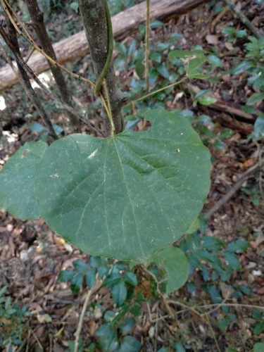 Legnephora moorei (Legnephora moorei)