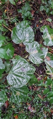 Legnephora moorei (Legnephora moorei)