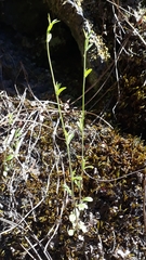 Legousia falcata (Legousia falcata)
