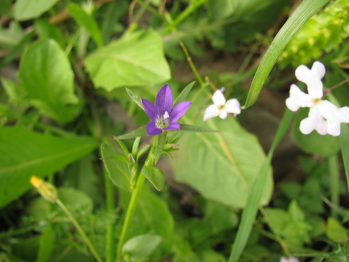 Legousia falcata (Legousia falcata)