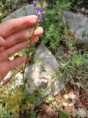 Legousia falcata (Legousia falcata)