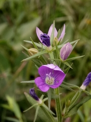 Legousia falcata (Legousia falcata)