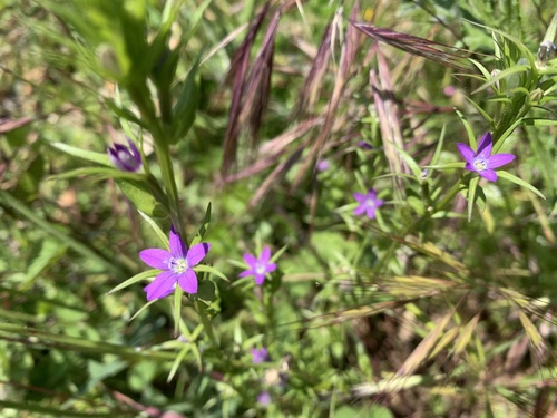 Legousia falcata (Legousia falcata)