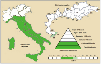Legousia falcata: Legousia falcata - Distribuzione