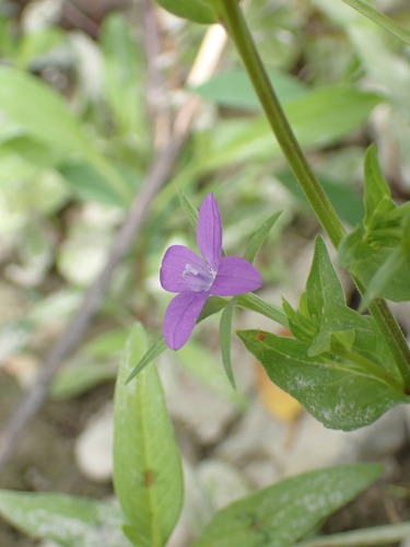 Legousia falcata (Legousia falcata)