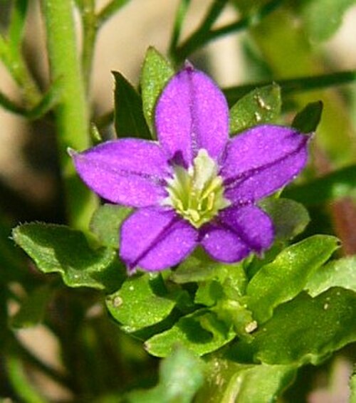 Venus's looking-glass: Frauenspiegel Kleinblütiger Blüte