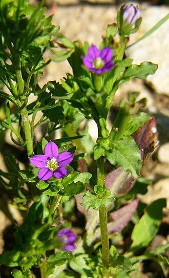 Venus's looking-glass: Legousia hybrida