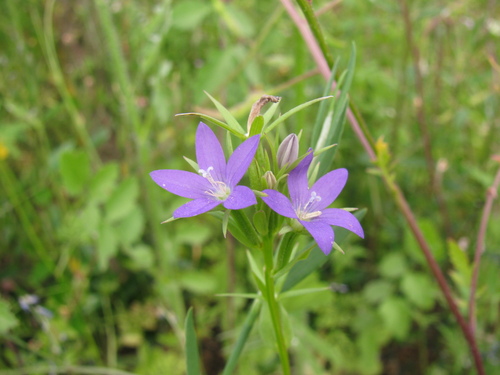 Legousia pentagonia (Legousia pentagonia)