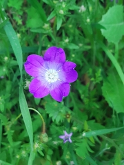 Legousia pentagonia (Legousia pentagonia)