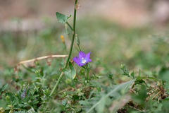 Legousia pentagonia (Legousia pentagonia)
