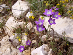 Legousia pentagonia (Legousia pentagonia)
