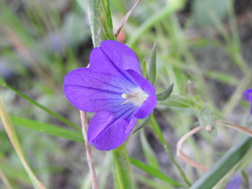 Legousia pentagonia (Legousia pentagonia)