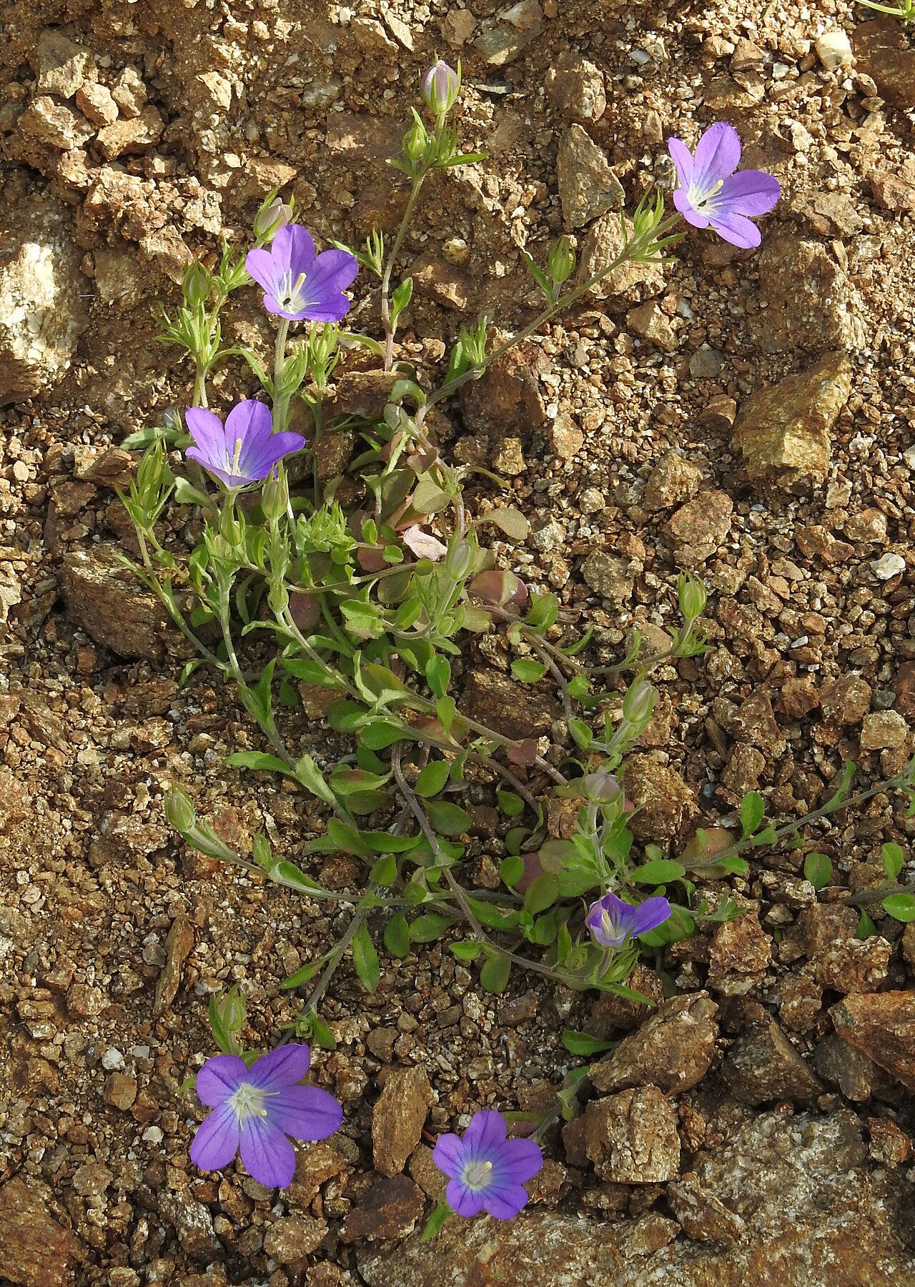 Legousia pentagonia: Legousia pentagonia , between Nea Kria Vrisi and Agia Galini, Crete , Greece