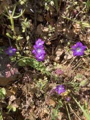 Legousia pentagonia (Legousia pentagonia)