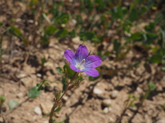 Legousia pentagonia (Legousia pentagonia)