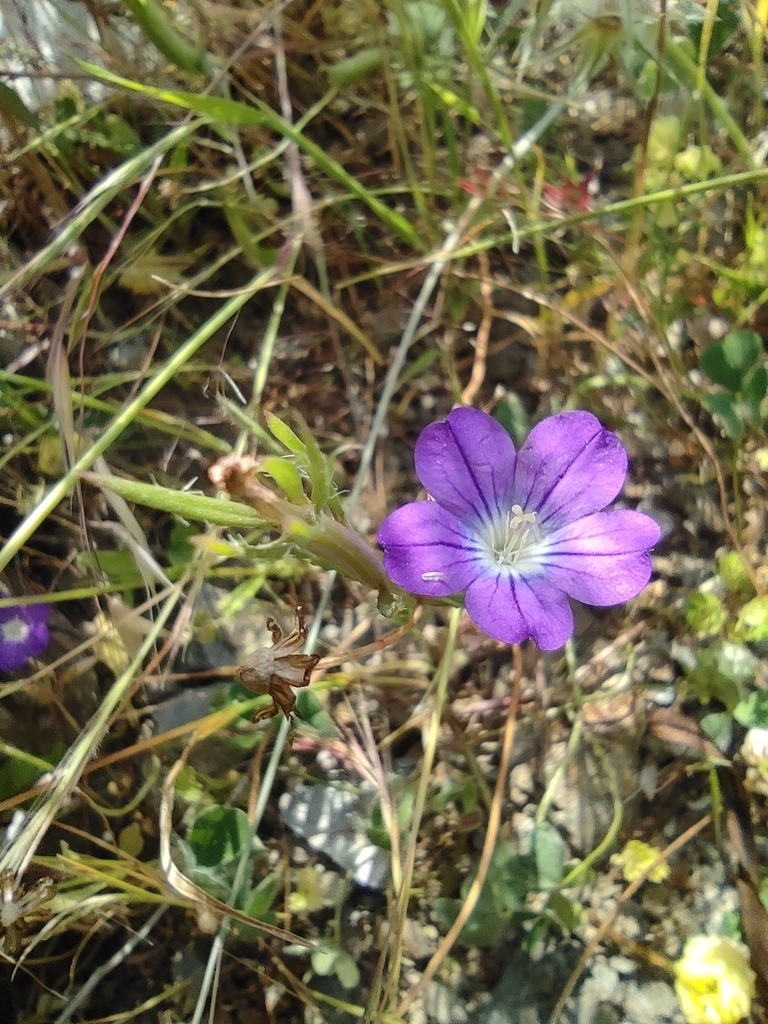 Legousia pentagonia (Legousia pentagonia)