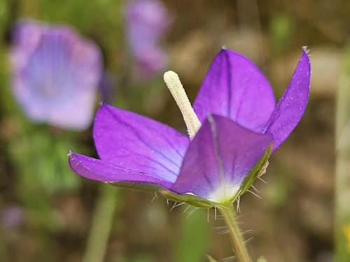 Legousia pentagonia (Legousia pentagonia)