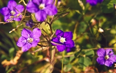 European Venus' looking glass (Legousia speculum-veneris)