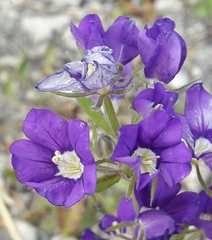 European Venus' looking glass (Legousia speculum-veneris)