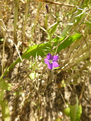 European Venus' looking glass (Legousia speculum-veneris)