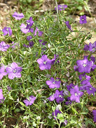 European Venus' looking glass: Legousia speculum-veneris , Tauberland, Germany