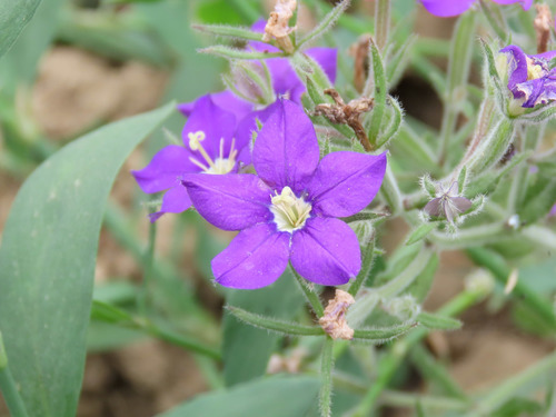 European Venus' looking glass (Legousia speculum-veneris)