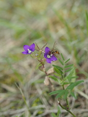 European Venus' looking glass (Legousia speculum-veneris)