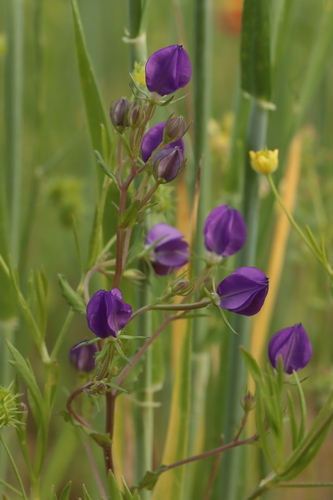 European Venus' looking glass (Legousia speculum-veneris)