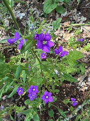 European Venus' looking glass (Legousia speculum-veneris)