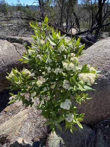 Forest phebalium (Leionema ambiens)