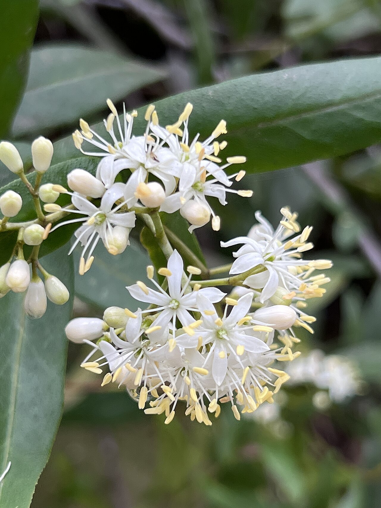 Forest phebalium: Leionema ambiens cultivated plant growing in the Maranoa Botanic Gardens
