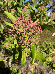 Forest phebalium (Leionema ambiens)