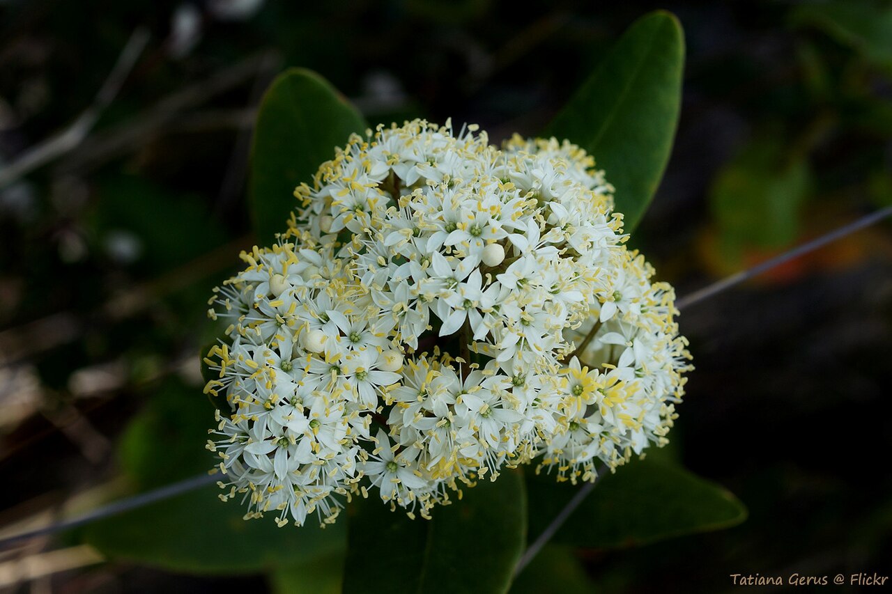 Forest phebalium: Leionema ambiens in Girraween National Park
