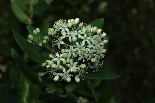 Forest phebalium (Leionema ambiens)