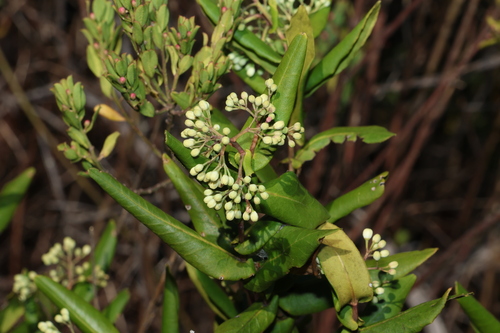 Forest phebalium (Leionema ambiens)