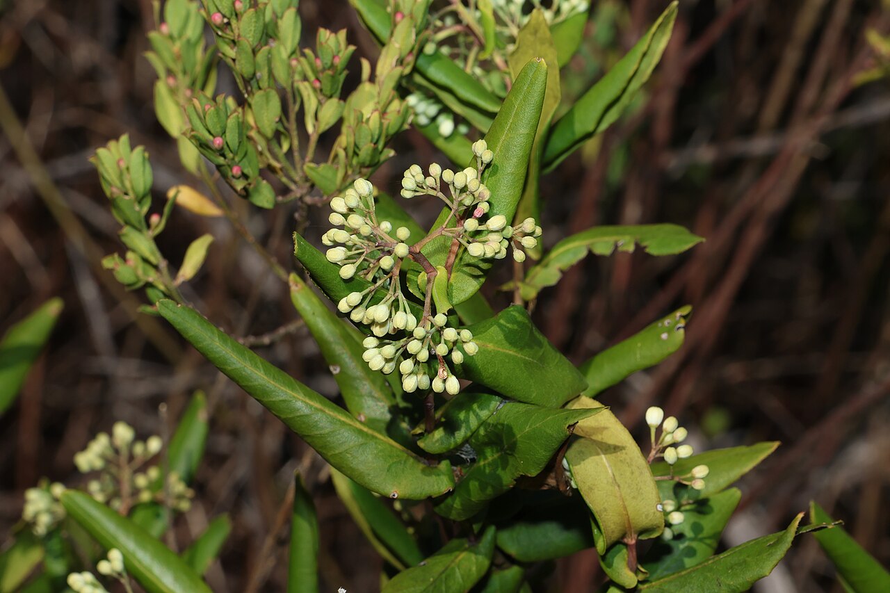 Forest phebalium: Forest phebalium ( Leionema ambiens ) in Australia