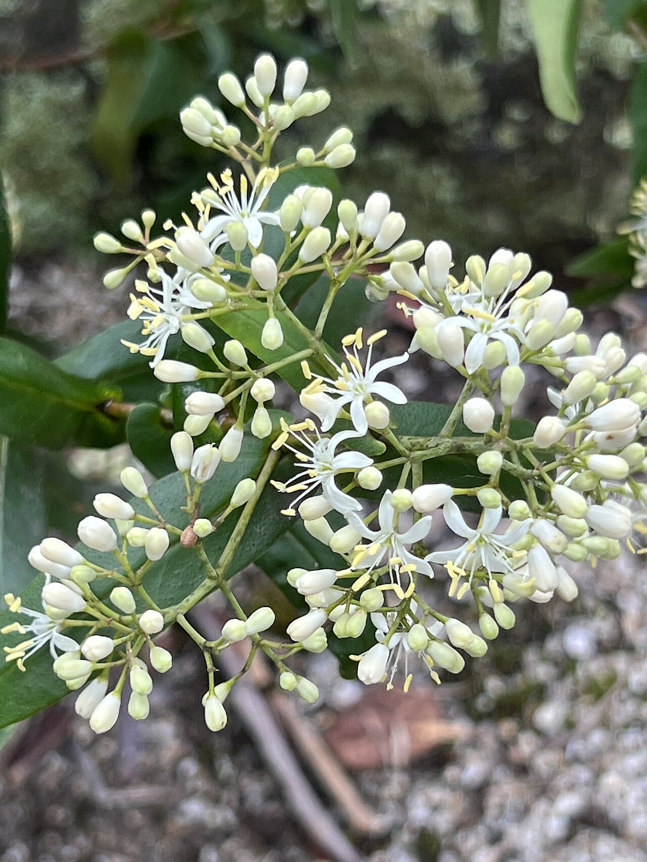 Forest phebalium: Leionema ambiens cultivated plant growing in the Maranoa Botanic Gardens