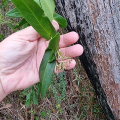 Forest phebalium (Leionema ambiens)