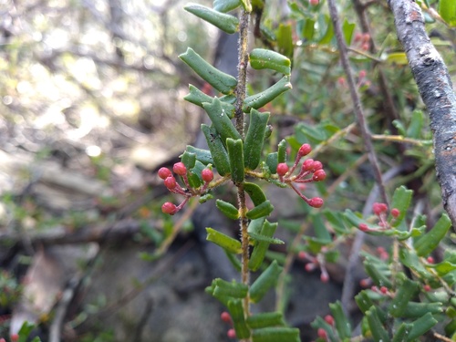 Leionema bilobum (Leionema bilobum)