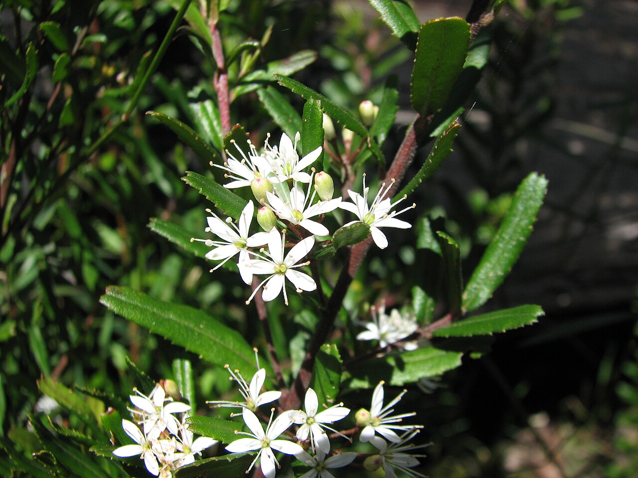 Leionema bilobum: Leionema bilobum subsp. serrulatum , Seven Acre Rock, Victoria, Australia