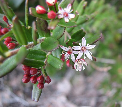 Leionema bilobum: Leionema bilobum , Grampians National Park, Victoria, Australia