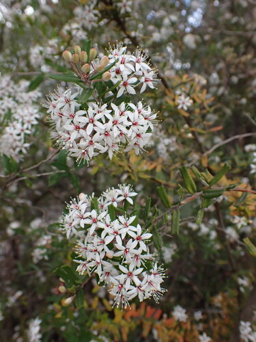 Leionema bilobum (Leionema bilobum)