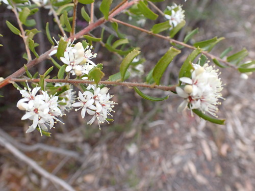 Leionema bilobum (Leionema bilobum)