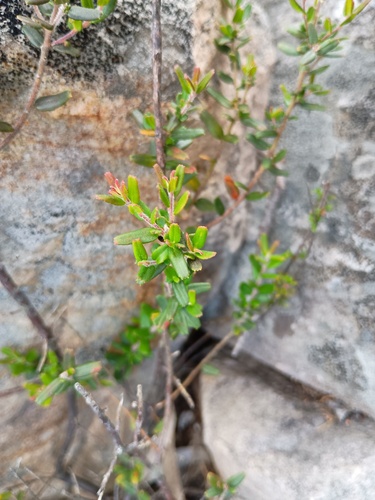 Leionema bilobum (Leionema bilobum)