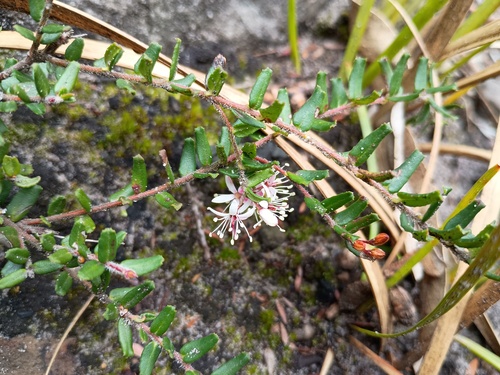 Leionema bilobum (Leionema bilobum)