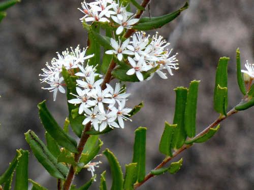 Leionema bilobum (Leionema bilobum)