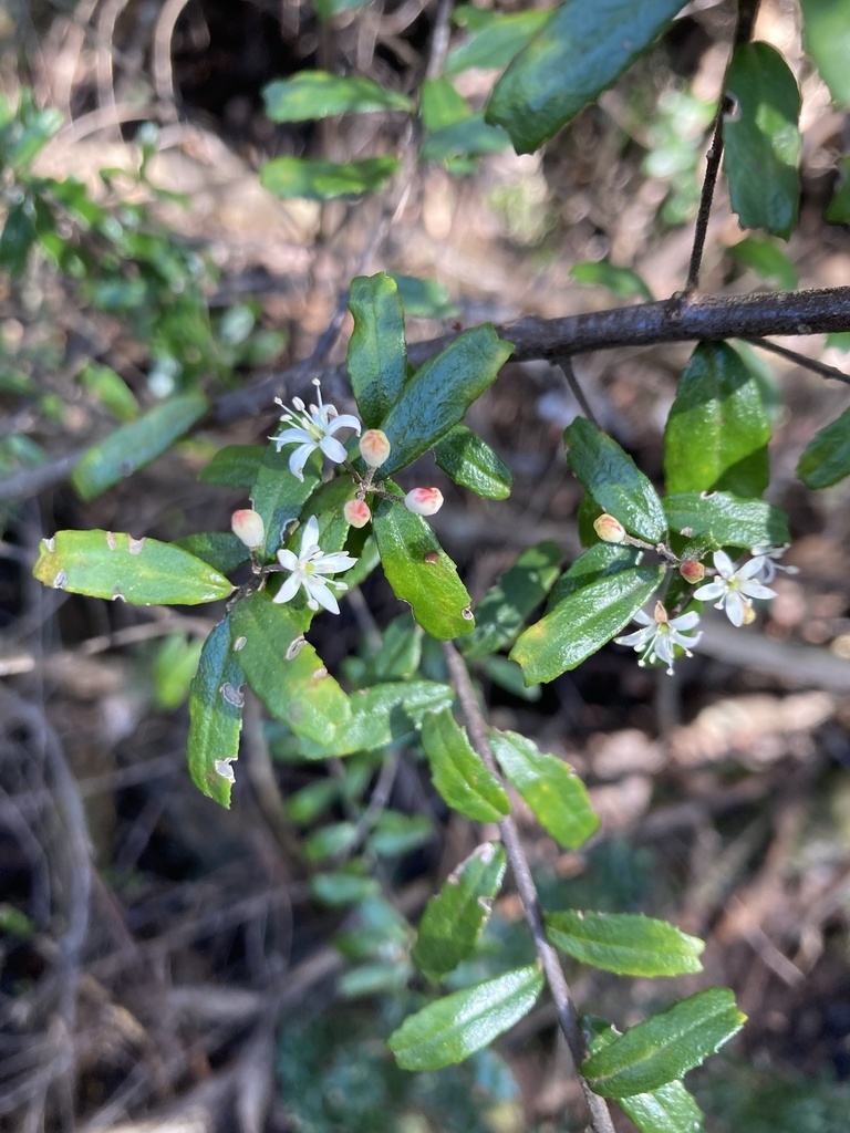 Leionema bilobum (Leionema bilobum)