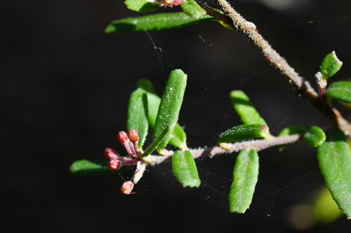 Leionema bilobum (Leionema bilobum)