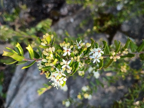 Leionema bilobum (Leionema bilobum)