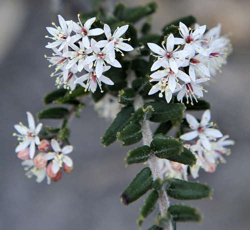 Leionema bilobum (Leionema bilobum)